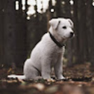 Meet your Posher, Nevada